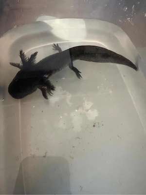 Axolotl Wildinge