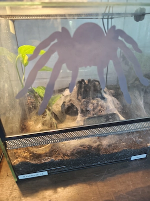 Vogelspinne grammostola pulchra