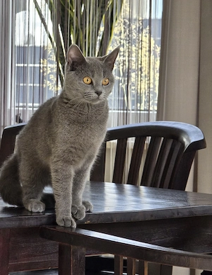 Liebevolle Britisch Kurzhaar Mix Katze "Nala" sucht neues Zuhause auf Lebenszeit