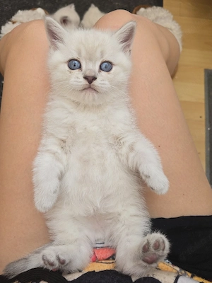  Reinrassig bkh blue point  baby kätzchen 