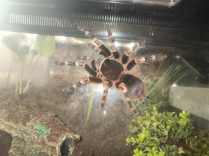 Weißknie Vogelspinne Acanthoscurria geniculata 0.1