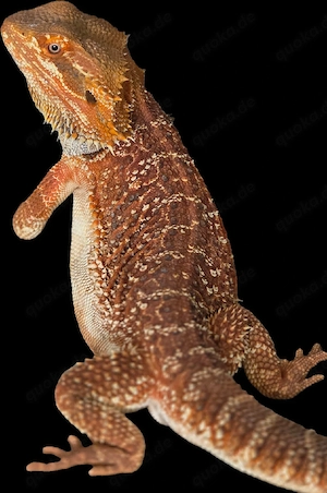 Bartagame Männchen Pogona Vitticeps 