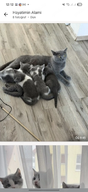 bkh baby Katzen 