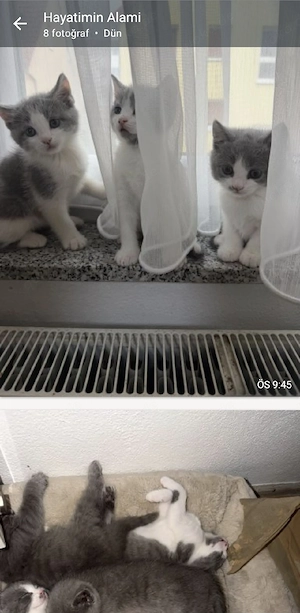 bkh britischen kurzhaar  katze