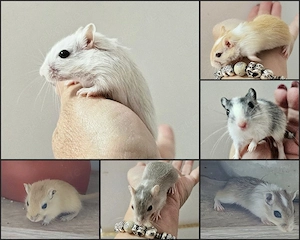 Rennmäuse,  Babys und Jungtiere