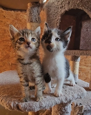 Süße Kätzchen suchen Zuhause Katzen und Kater Stubenrein 