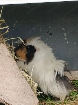 3 süße Meerschweinchen Böckchen abzugeben