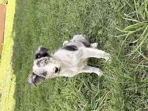 Noch ein Weibchen Blue Merle und ein Rüde Schwarz weiss 