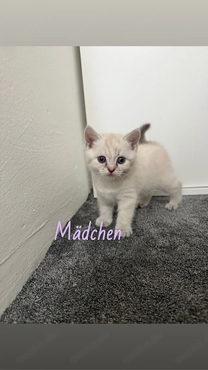 2 Kitten suchen ein Zuhause 