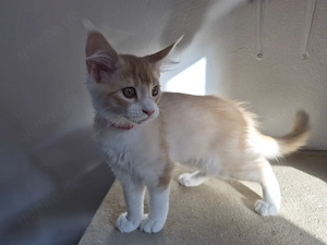 Maine Coon Kitten 