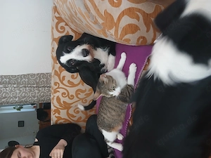 Lilly, ( Katze vorn), sucht 5 ***** Zuhause