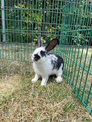 Zwergkaninchen Männlich