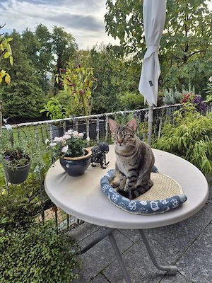 Tigerlady Freya in FFM (ALM)