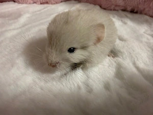 chinchilla 