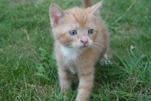 Süsse Kitten suchen Katzenfreunde!