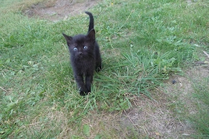 Süsse Kitten suchen Katzenfreunde!