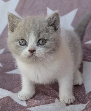 Super lieber BKH Junge in lilac white sucht noch sein Zuhause 
