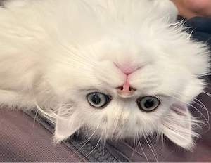 Süße Britisch Kurzhaar Katze Barfi (5 Monate)