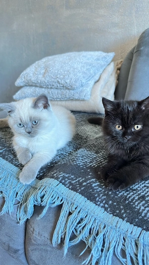 Reinrassige BKH-Kitten - kleine Traumkätzchen suchen ihr Zuhause
