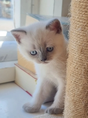 BKH-Kitten blue point (männlich)