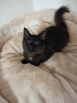 BLH BKH Kitten sucht forever Home