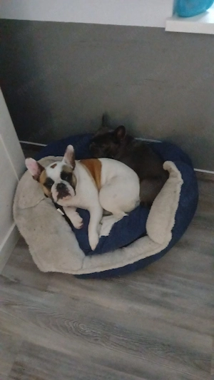 Französische Bulldogge weiblich 