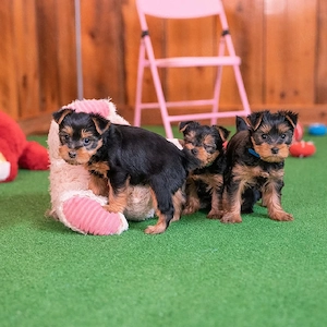 Yorkshire-Terrier-Welpen verfügbar