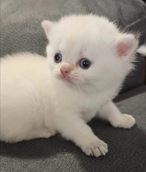 BKH Kitten 