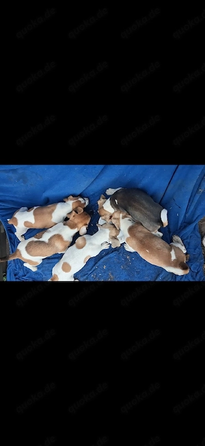 Süße Jack Russell Welpe anzugeben 