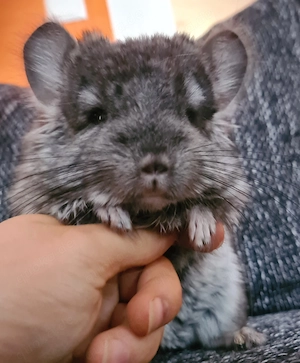 3 Chinchilla Baby- und Jung-Böckchen (2 RPA und 1 RPat)