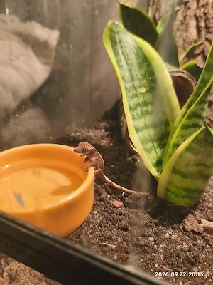 Kronengecko  Gecko Babys 