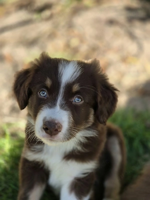 Süße braun weiße Border Collie Welpen 