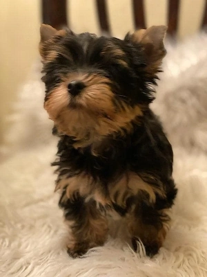 Yorkshire terrier welpen