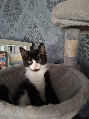 Edelmix Kitten Maine Coon - BLH 