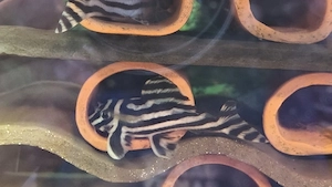 hypancistrus Welsen 
