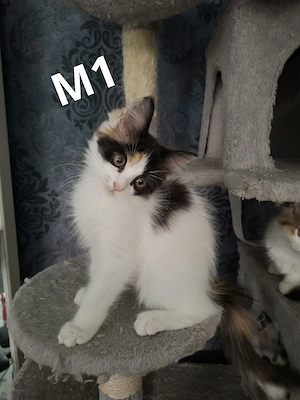 Edelmix Kitten Maine Coon - BLH nur noch 2