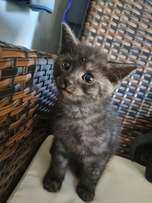 Süsse Kitten suchen neues Zuhause