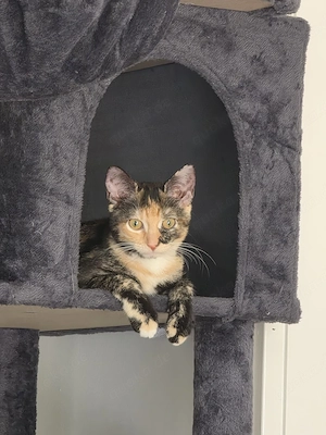 Die kleine Maus sucht ein Zuhause 