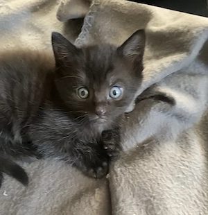 Katzen Babys zu verkaufen 