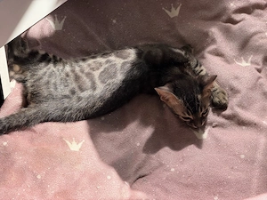 Reinrassige Bengal Kitten mit schönen Rosetten 
