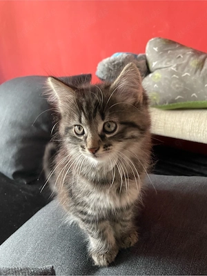 baby katze 