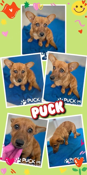 kleiner, fröhlicher, menschenbezogener Welpenjunge "Puck" wer hat ein Körbchen frei für mich ?