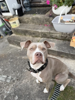    Schweren Herzens suche ich für Lou ein neues, liebevolles Zuhause.   