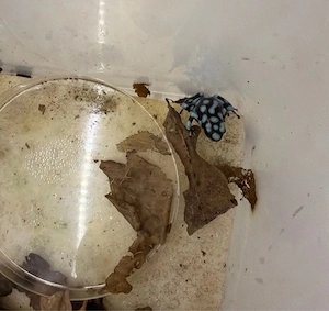 Maranon-Bausteiger Excidobates mysteriosus (Pfeilgiftfrösche Dendrobaten)