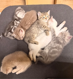 Liebevolle BKH Kitten   4 Kater & 1 Weibchen frei - verschiedene Farben