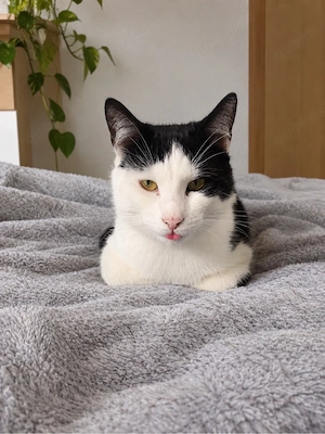 Zwei liebe Katzen suchen ein neues Zuhause   