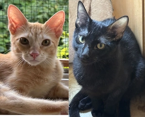 Topaz und Onyx, gemeinsam auf der Suche nach Iher Familie