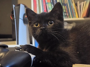 Katze sucht zu hause 