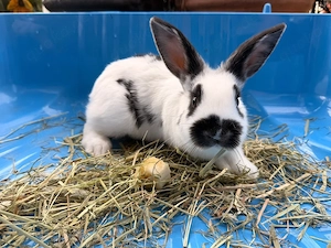zwergkaninchen 