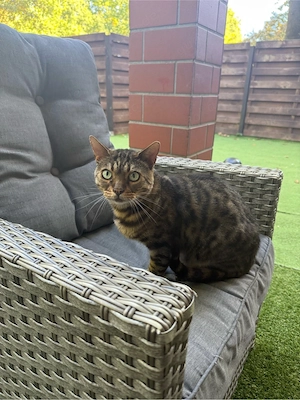 simba sucht ein zuhause für immer 